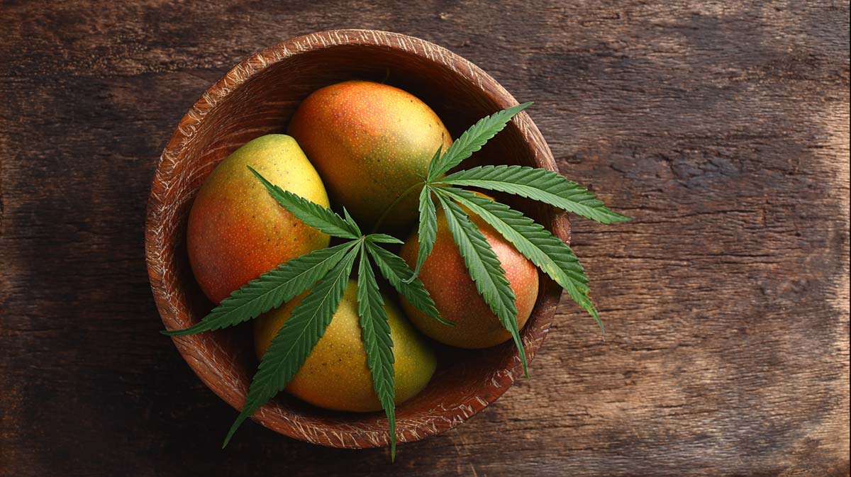 Myrcen Mango Fruchtig Tropisch Terpen Aroma Geschmack Effect