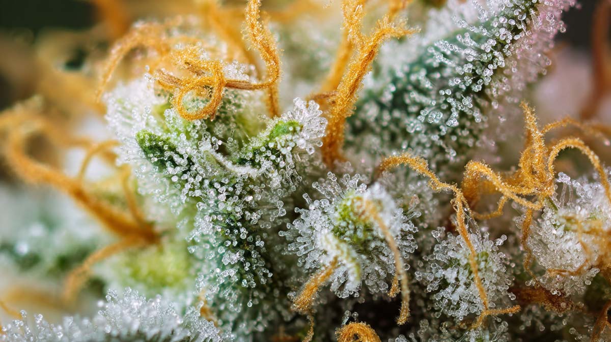 Terpene Cannabis Bluete Nahaufnahme Zoom Faden Tropfen Mikroskop