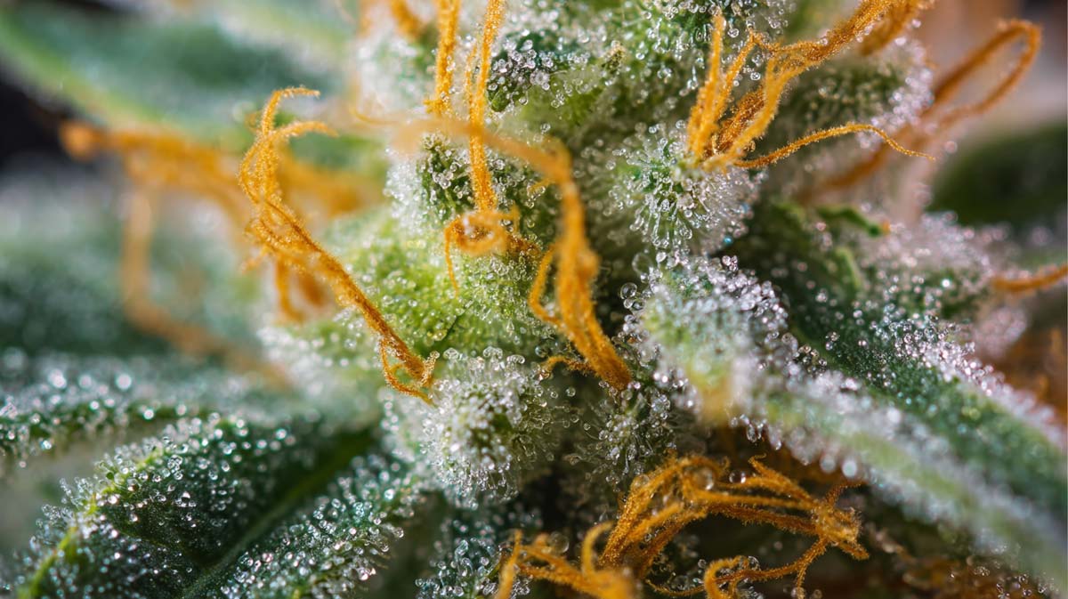 Terpene Cannabis Bluete Nahaufnahme Zoom Faden Tropfen Wissen